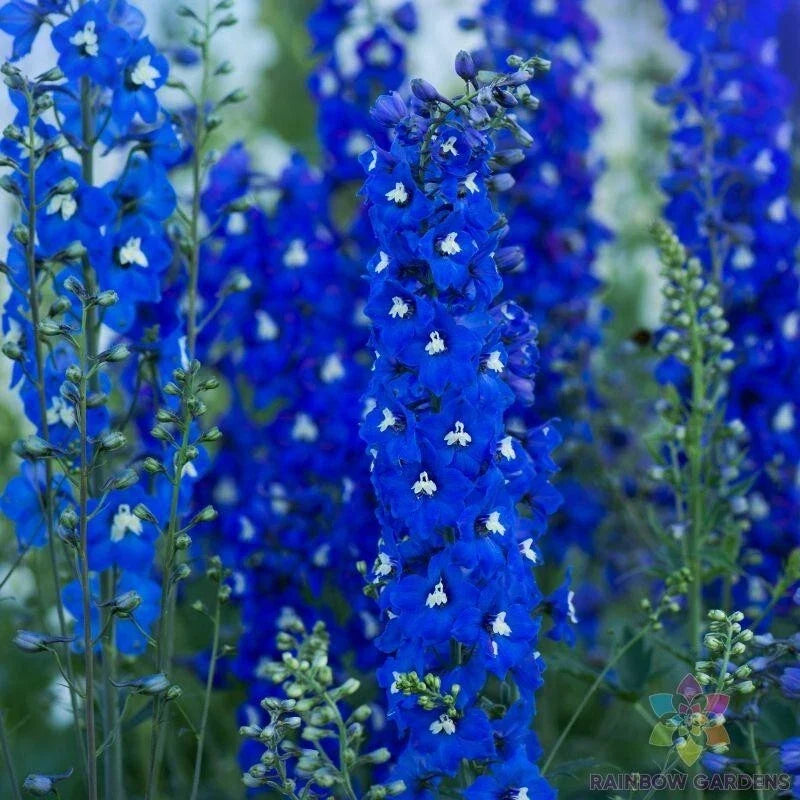 Delphinium Seeds 200+ Paramo Azul Variety Blue Flowers Perennial Garden Planting, USA Grown