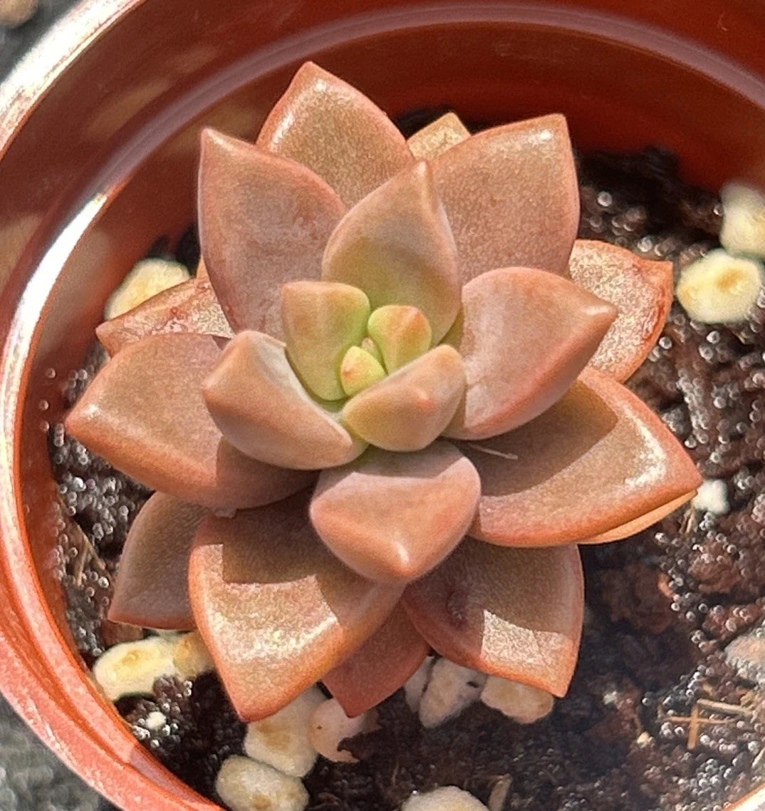 Live Succulent Plant – Graptosedum ‘Vera Higgins’ – Fully Rooted Indoor/Outdoor Decor Plant