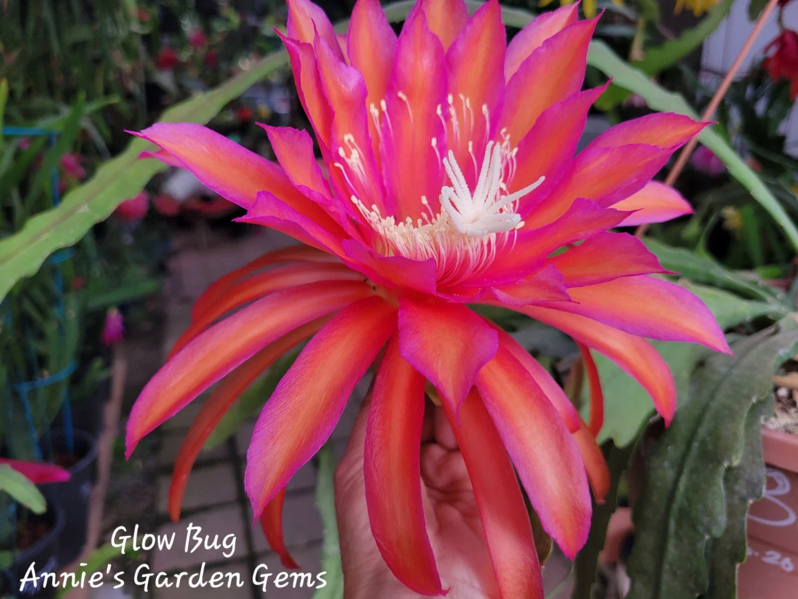 Epiphyllum Cuttings 8-10 Inches Glow Bug Unrooted Plant Propagation for Indoor Garden