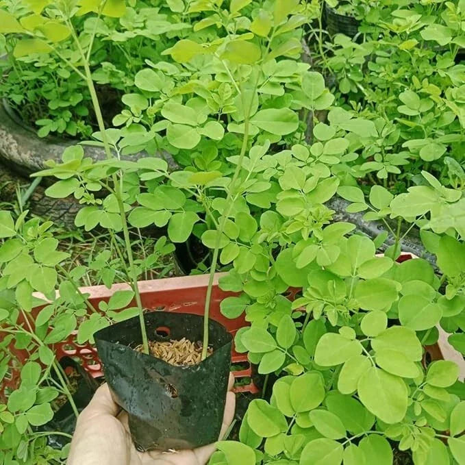 Moringa Oleifera Starter Plants - 2 Pack (5–10” Tall) Fast-Growing Miracle Tree