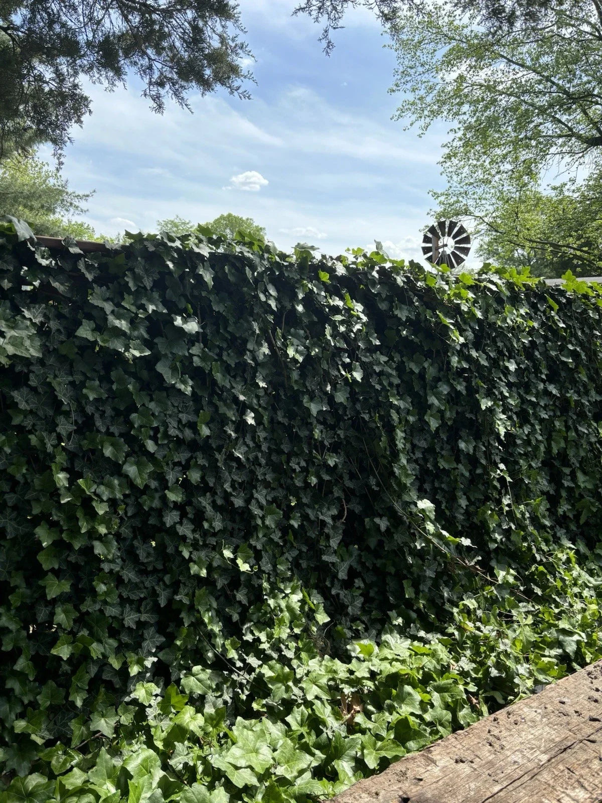 Live Rooted English Ivy Plants - 4 Inch Green Vine Groundcover - Hedera helix - Hardy Evergreen Garden Plant