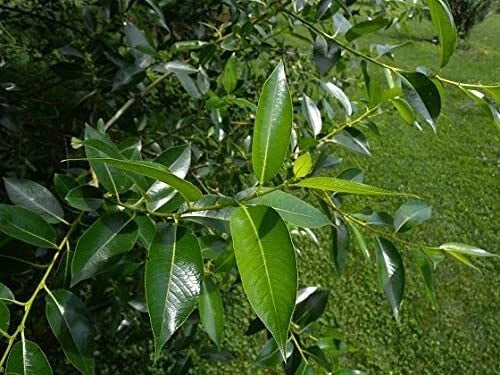 Bay Leaf Bonsai Tree Cutting with Thick Trunk, Laurus nobilis, Indoor/Outdoor Bonsai Plant