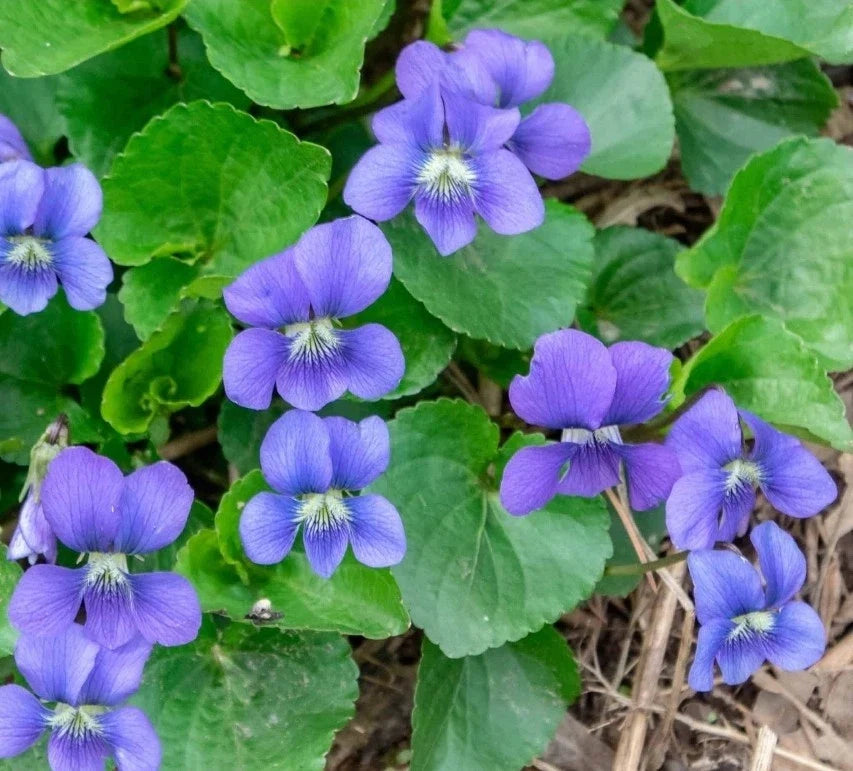 Organic Violet Seeds - 20 Count, Native Purple Viola sororia, Easy to Grow Perennial Flower for Garden, Borders & Containers