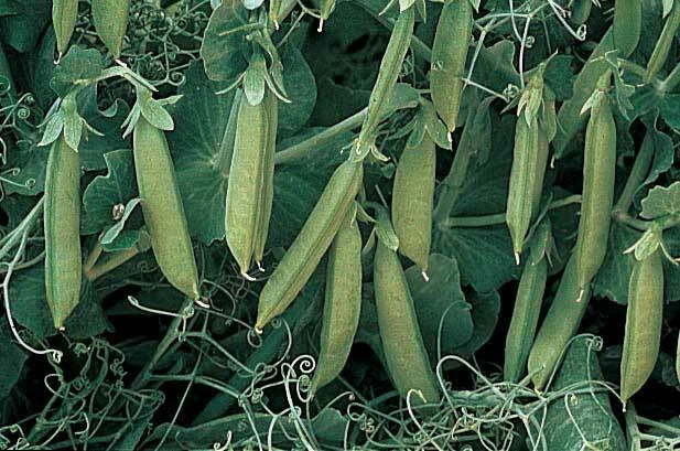 Sugar Lace II Pea Seeds - Organic Non-GMO High Yield Pisum sativum for Garden, Container, Climbing, Sweet Peas Seed Packet