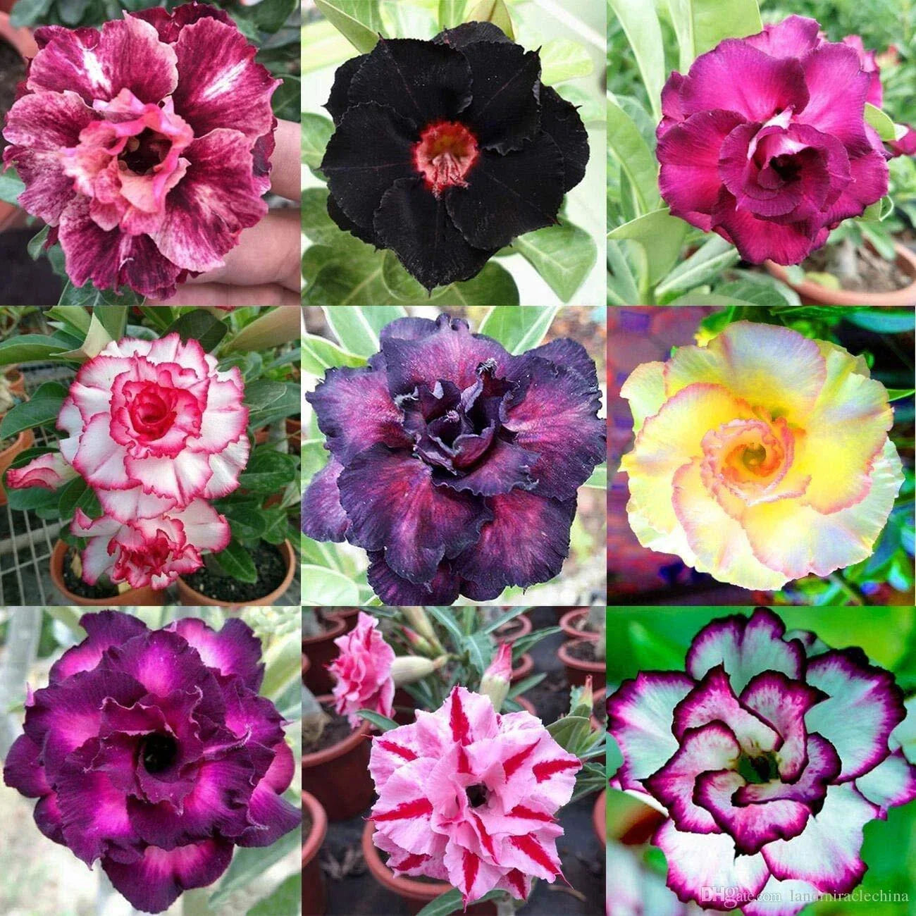 Mixed Color Desert Rose Seeds | 10 Adenium Obesum Seeds | Easy to Grow Flower Seeds