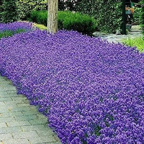 Italian Lavender Seeds - Heirloom Non-GMO Herb Seeds for Garden - Lavandula angustifolia