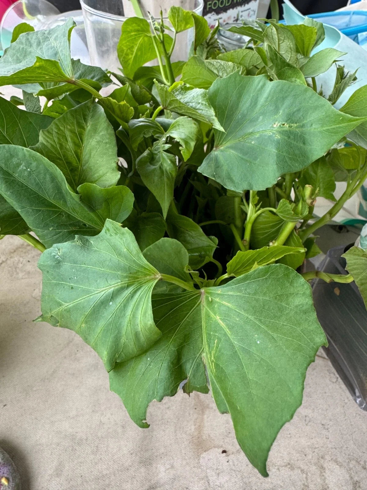 Sweet Potato Slips - 10 Ready to Plant - Ipomoea batatas - Non-GMO, Vining, Home Garden, Container Planting
