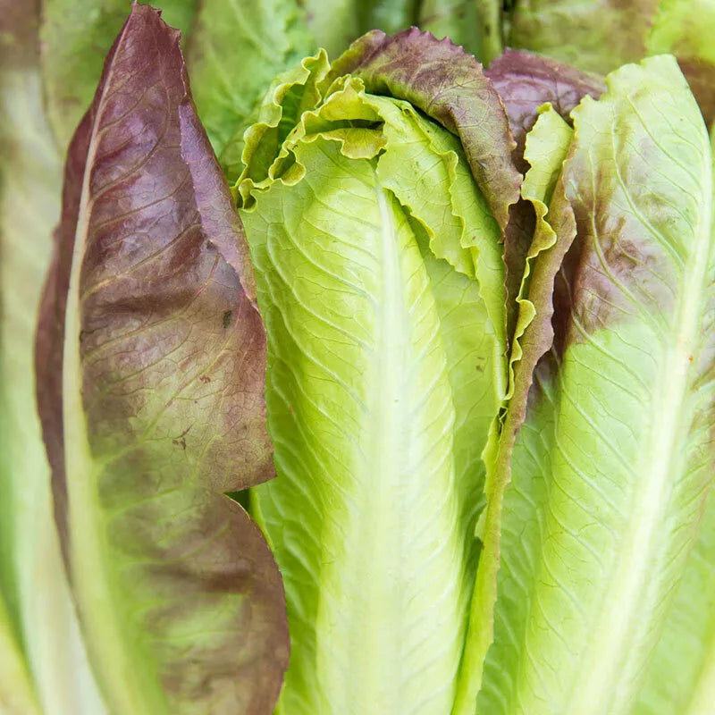 Cimmaron Romaine Lettuce Seeds Burgundy Red NON-GMO Cos Variety