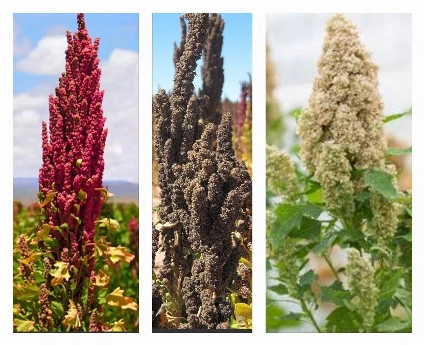 Organic Rainbow Quinoa Seeds – Non-GMO Mix of White, Red, Black Chenopodium quinoa for Home Gardening