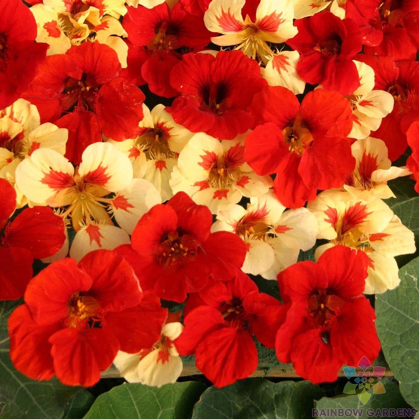 Strawberry Cream Nasturtium Seeds - 50+ Pack, Edible Flowers, Tropaeolum majus, Garden Planting, Fast Shipping USA