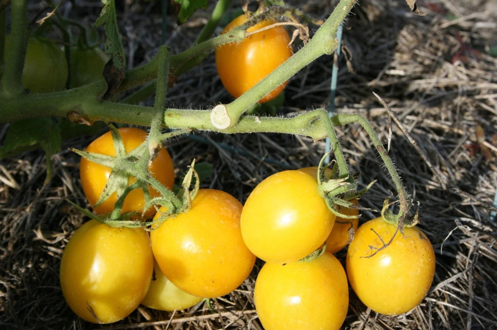 Sweet Lemon Tomato Seeds - Organic Heirloom Solanum lycopersicum - 100 Seeds for Home Garden, Full Sun, Easy to Grow