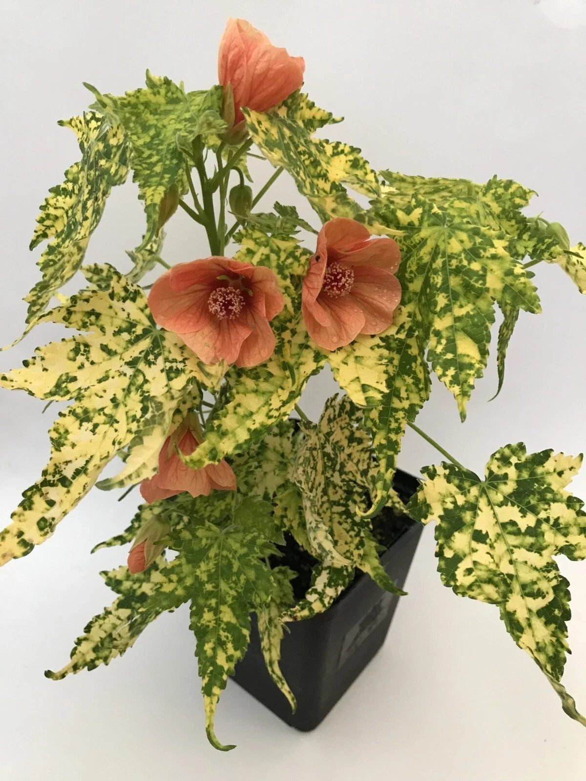 Thompsonii Variegated Peach Abutilon Flowering Maple Small Rooted Starter Plant for Indoor Garden