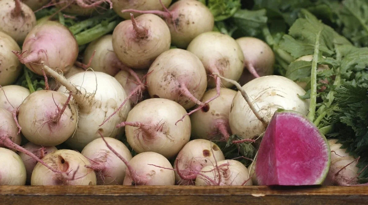 Rido Red Radish Seeds - 500+ Count Non-GMO Garden Planting Raphanus sativus Seed Packet