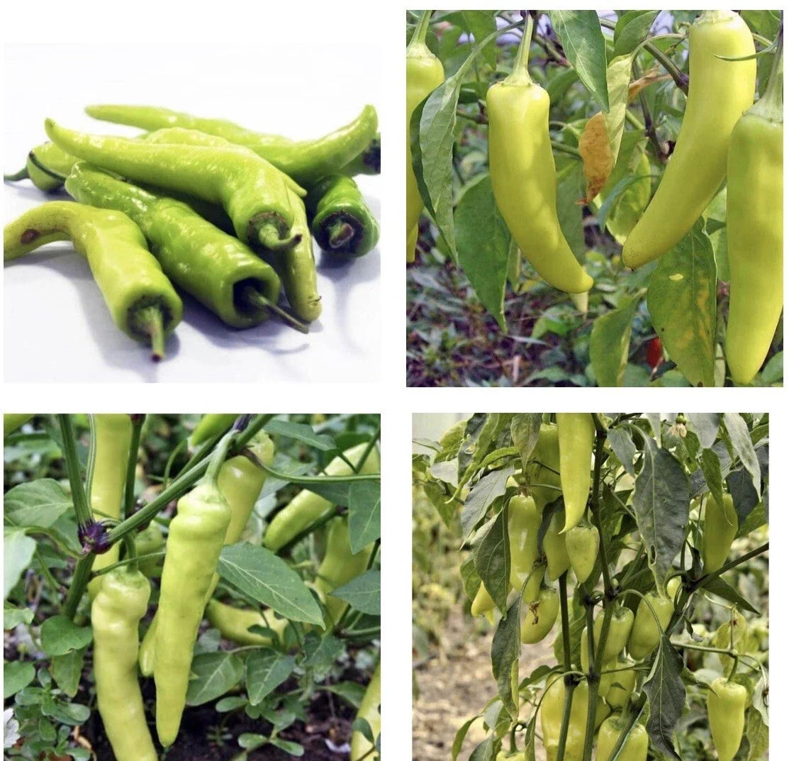 Sweet Banana Pepper Seeds – Non-GMO Capsicum annuum for Home Gardening, 30+ Seeds, Full Sun, Easy to Grow