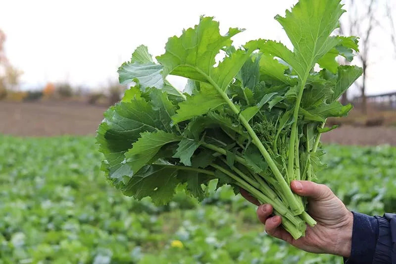 Broccoli Raab Seeds 1000 Count | Spring Rapini Brassica rapa var. ruvo Non-GMO