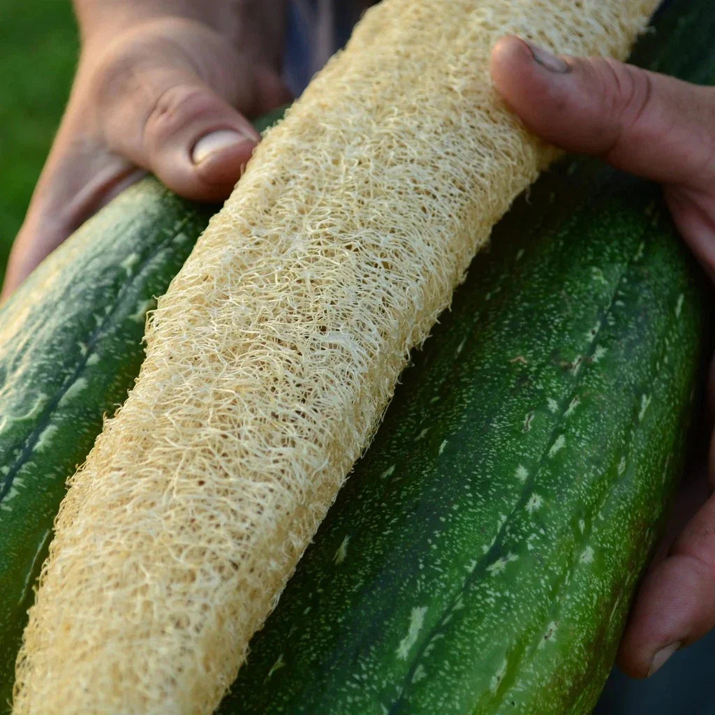 Luffa Gourd Seeds 12 Pack - Loofah Sponge Gourd for Garden, Eco-Friendly Dishcloth, Luffa aegyptiaca, Vining Plant