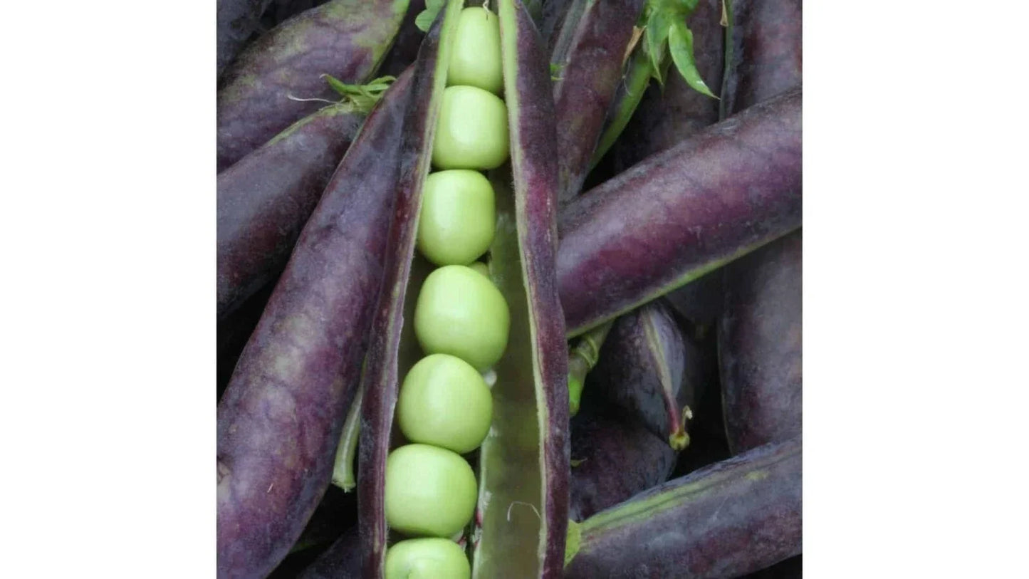 Blue Shelling Pea Seeds - Non-GMO Blauwschokkers, Purple-Blue Pods, Edible Vegetable Seeds, Climbing Vine, Pisum sativum