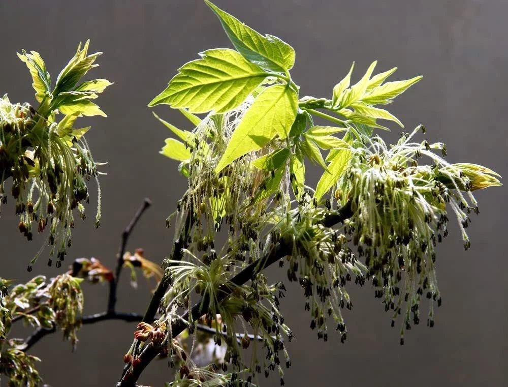 Boxelder Maple Tree Seeds - Acer negundo - Native Tree Seeds for Planting - 30 Seeds for Garden and Landscape