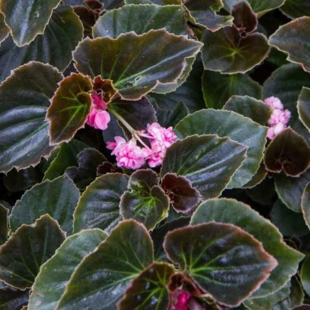 Begonia Starter Plant - Double Lady Francis Pink - Rooted Houseplant in 4-Inch Pot - Begonia x tuberhybrida Indoor Garden
