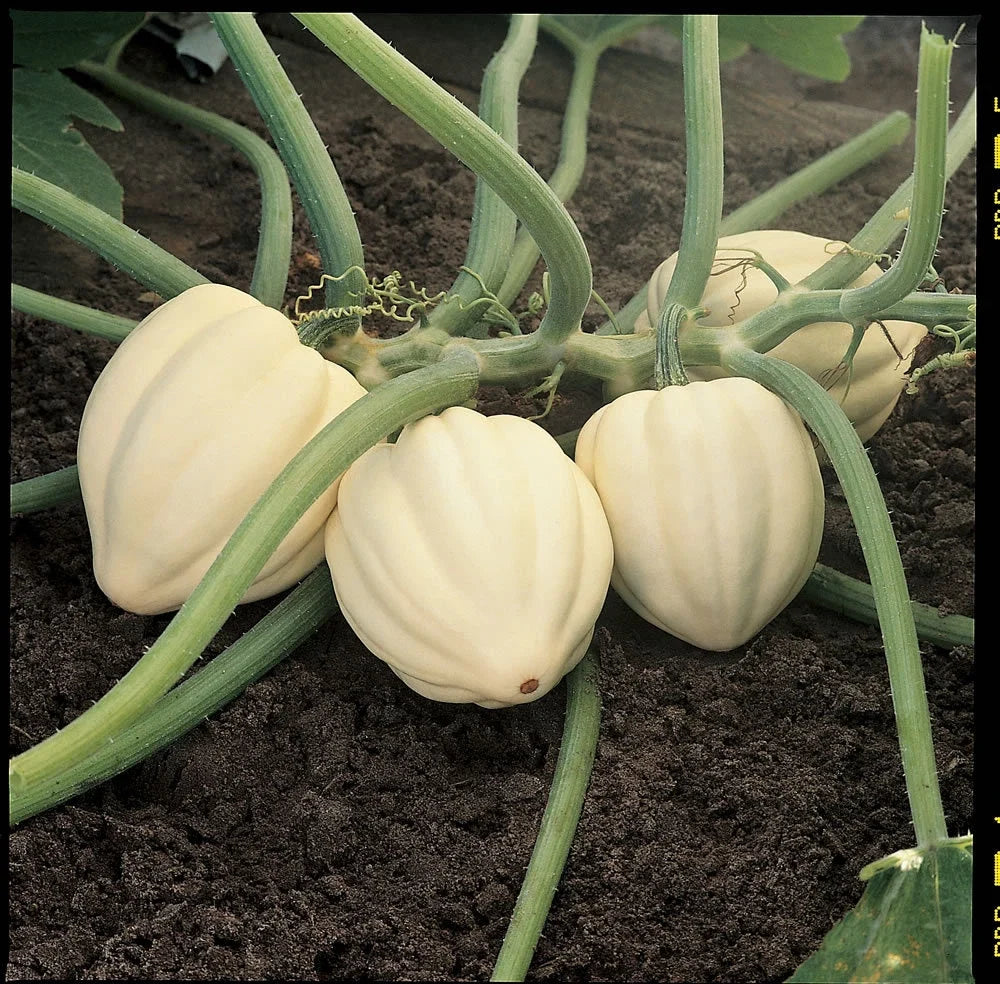 Winter Squash Seeds - Cream of the Crop Cucurbita maxima Organic Non-GMO Fresh Seed Packet