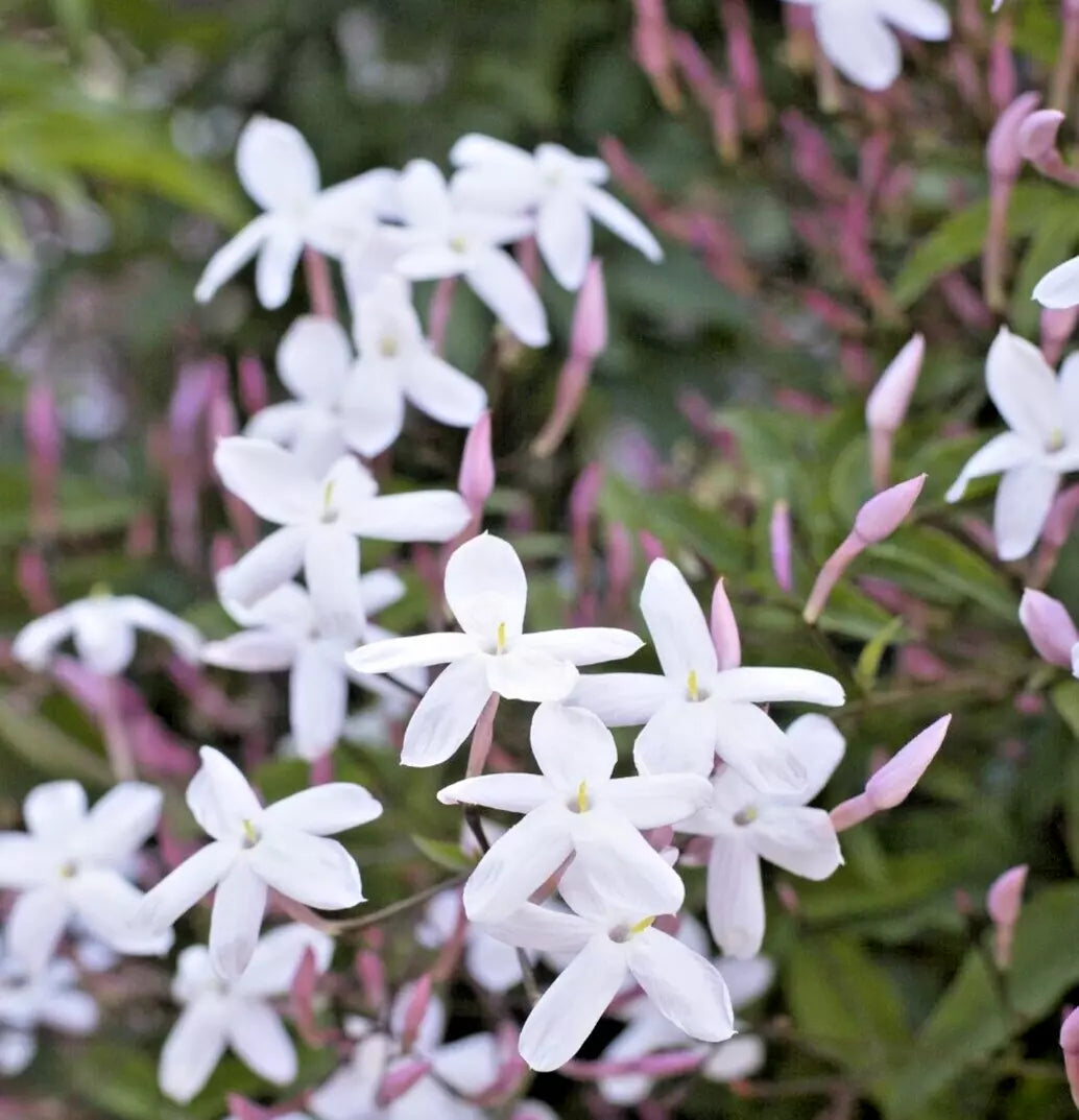 Pink Jasmine Plant 6" Live Climbing Vine Fragrant Jasminum Polyanthum for Indoor & Outdoor Gardens