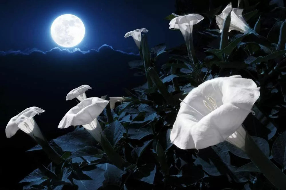 Tropical White Knight Vine Seeds - Exotic Night-Blooming Climber - Reflects Moonlight - Ipomoea alba - 20 Count