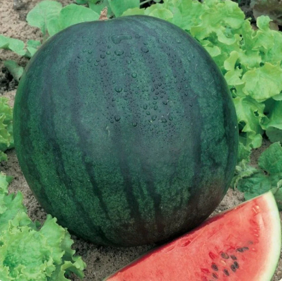 Sugar Baby Watermelon Seeds - 200 Heirloom Non-GMO Citrullus lanatus for Home Garden, Container Growing
