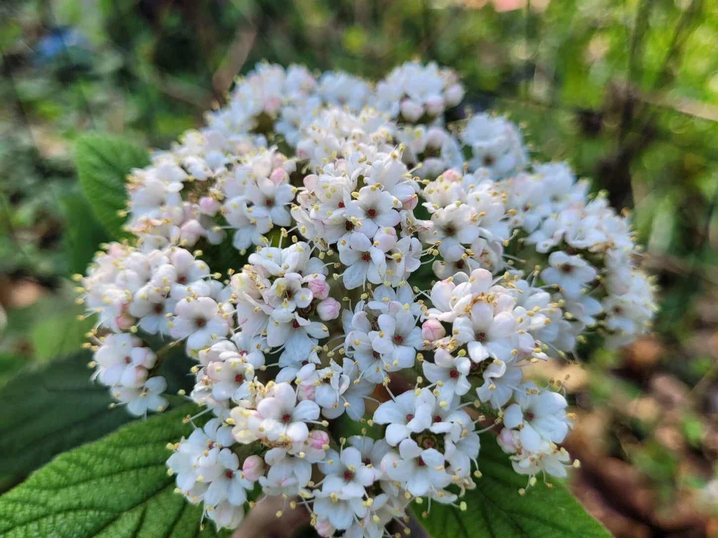 Viburnum 'Allegheny' Cuttings - 50 Scions for Root Grafting - Flowering Bush Hedge