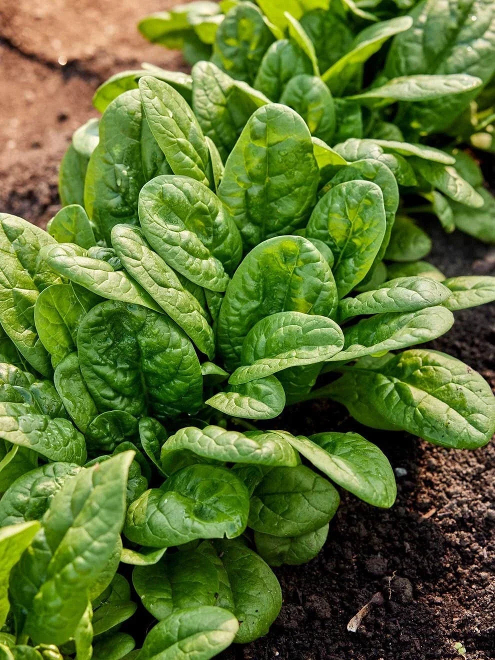 Bloomsdale Spinach Seeds – Organic Heirloom Non-GMO Seed Packet for Home Gardening – Spinacia oleracea
