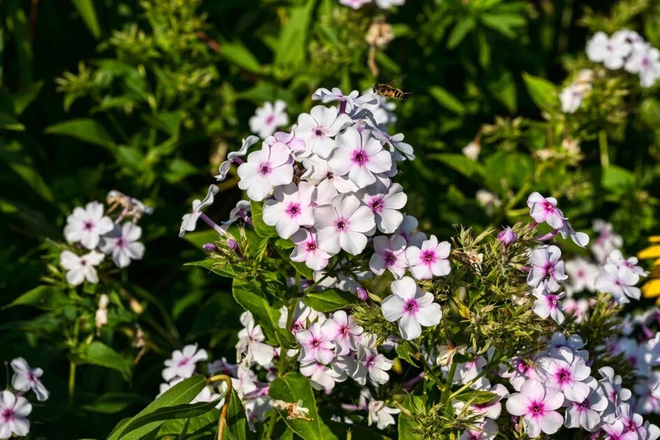 White Admiral Phlox Seeds – 100+ Non-GMO Garden Flower Seeds for Clumping, Fragrant White Blooms, Phlox paniculata