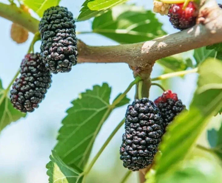 Black Mulberry Tree Seeds - 30+ Organic Heirloom Morus nigra Seeds USA Fresh 04/2025