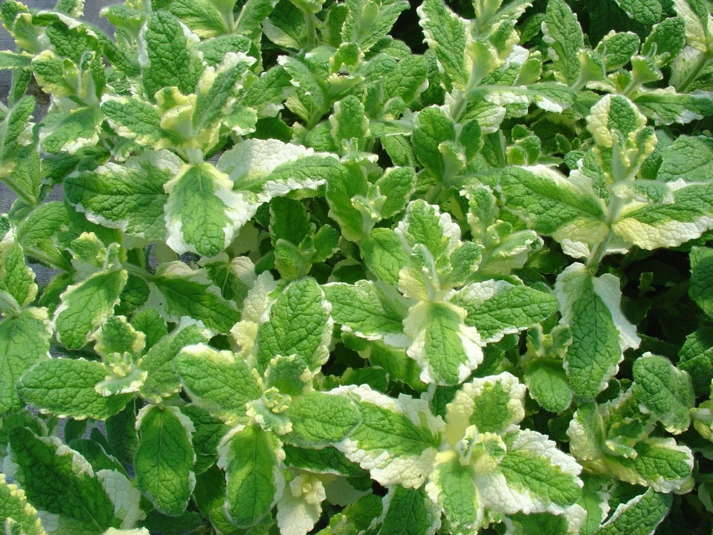 Pineapple Mint Seeds - 1000 Rare Mentha suaveolens Var. pineapple for Aromatic Gardens & Culinary Use