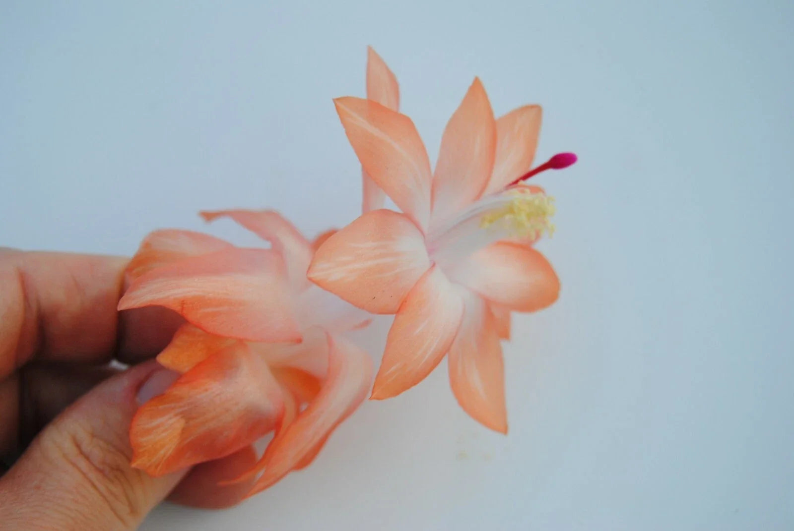 Christmas Cactus Starter Plant - Chinese Dragon Schlumbergera Truncata - Well Rooted 4-Inch Pot for Holiday Decor