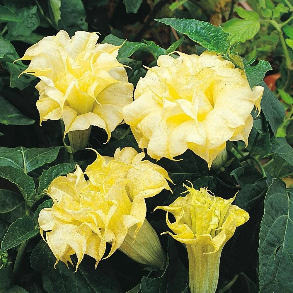 Golden Queen Angel Trumpet Seeds – Brugmansia x candida – Double Golden Flowers – Fragrant Trumpet Blooms – USA Grown, 10 Seeds