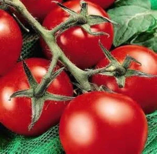 Fresh Heirloom Moneymaker Tomato Seeds - 25 Pack, Solanum lycopersicum, Non-GMO, Juicy Red Tomatoes for Garden & Containers