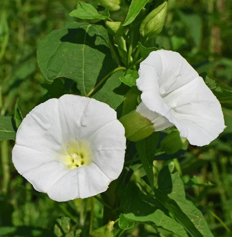Moonflower Seeds - 25+ Pack, Fragrant White Blooms, Fast Growing Climbing Vine, Ipomoea alba, Night-blooming Flowers