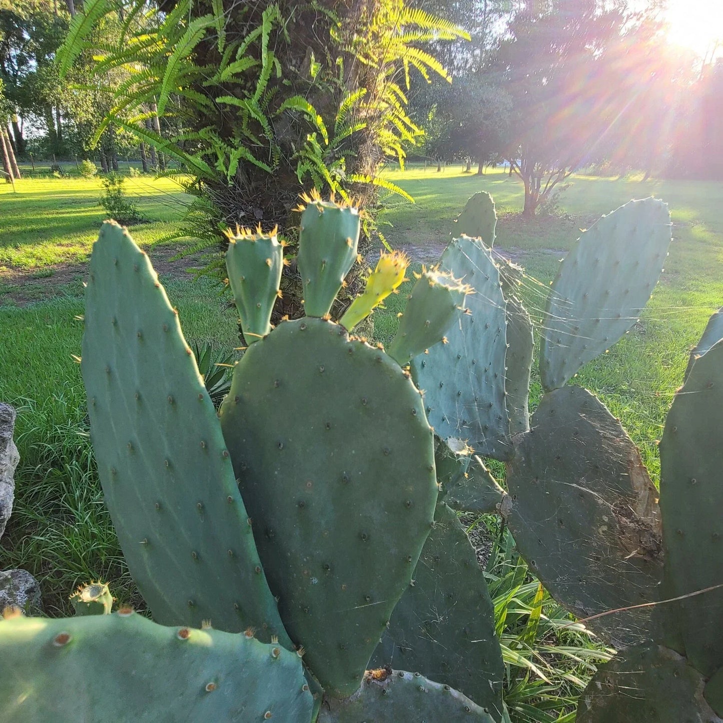 Eastern Prickly Pear Cactus Pads – Opuntia humifusa, Cold Hardy, Drought Tolerant, 3 Large Non-Rooted Pads for Garden or Landscape