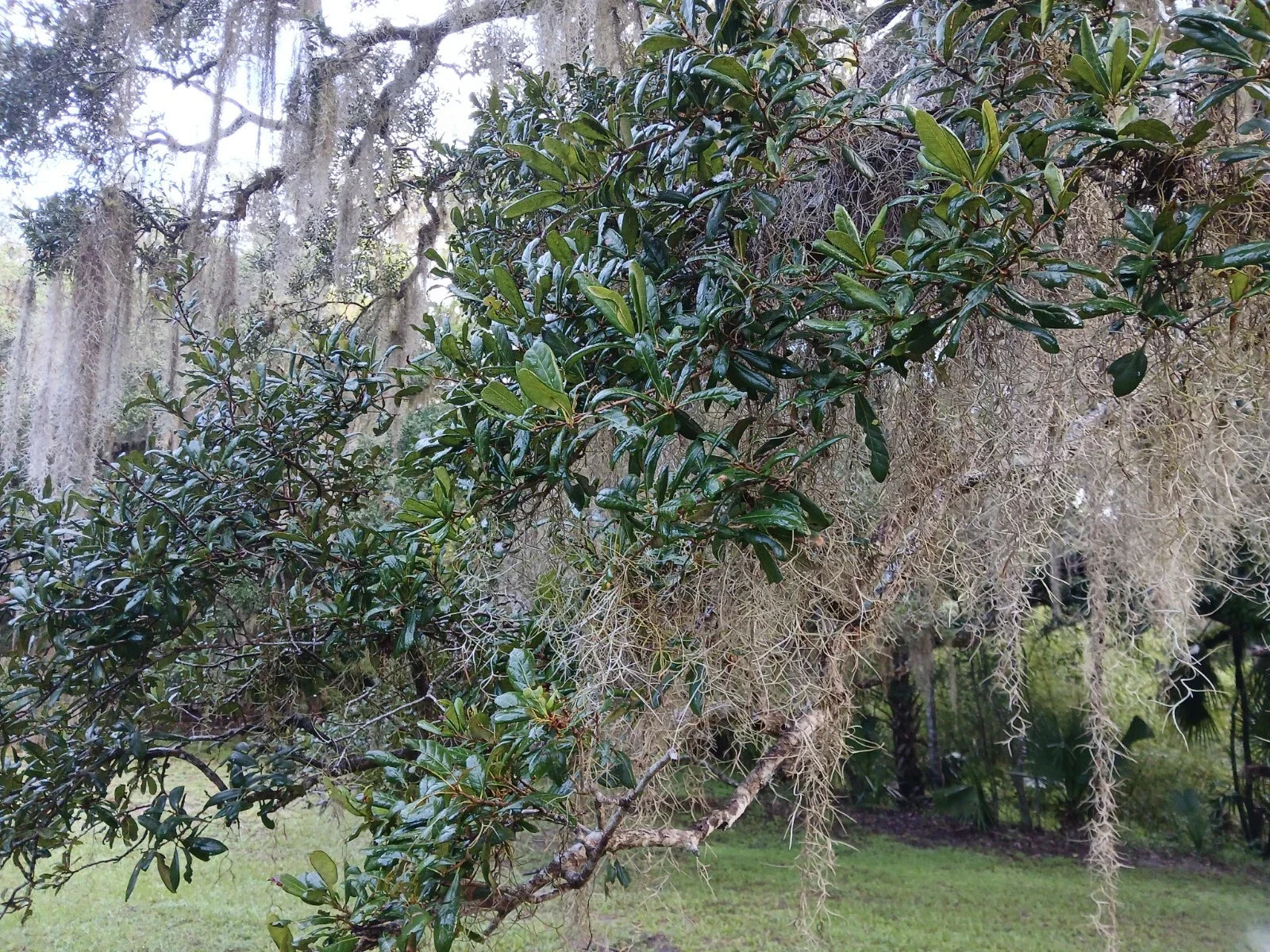 Rooted Live Oak Tree 12-18 Inches | TX Florida Quercus virginiana | Native Evergreen Shade Tree for Garden & Landscaping