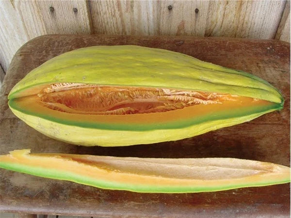 Heirloom Cantaloupe Seeds - Banana Melon, Sweet Musk, Cucumis melo, 20-100 Seeds, Unique Fruit, Heirloom Variety
