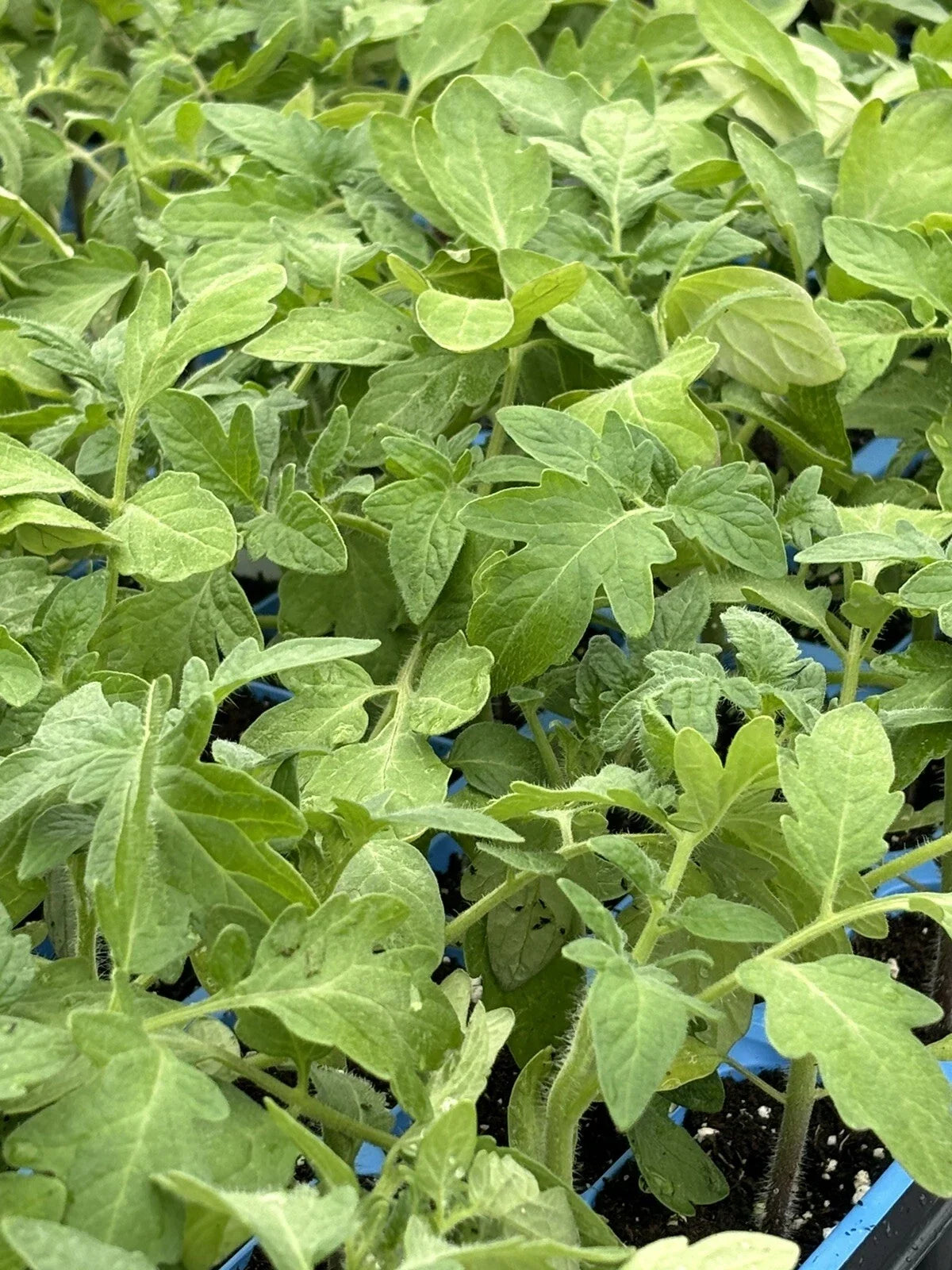 Rutgers Tomato Live Plants - Lot of 2, Heirloom Solanum lycopersicum, 6-10 Inches, Juicy, High-Yield, Disease-Resistant