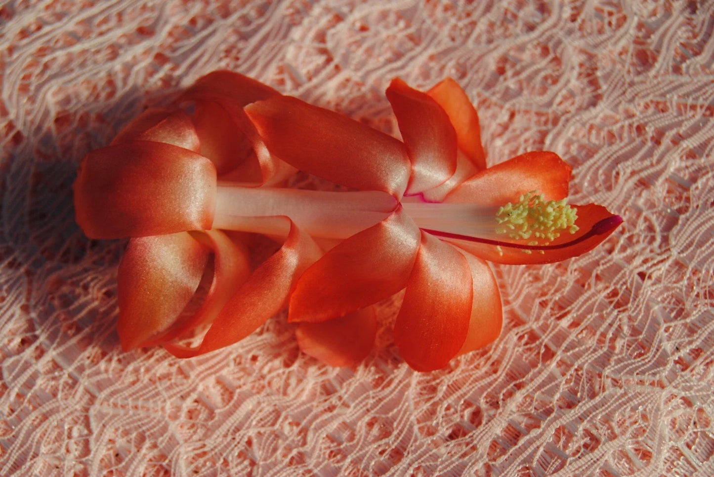 Christmas Cactus Starter Plant, Small Well-Rooted Schlumbergera truncata, Indoor Gardening, Holiday Blooming Plant
