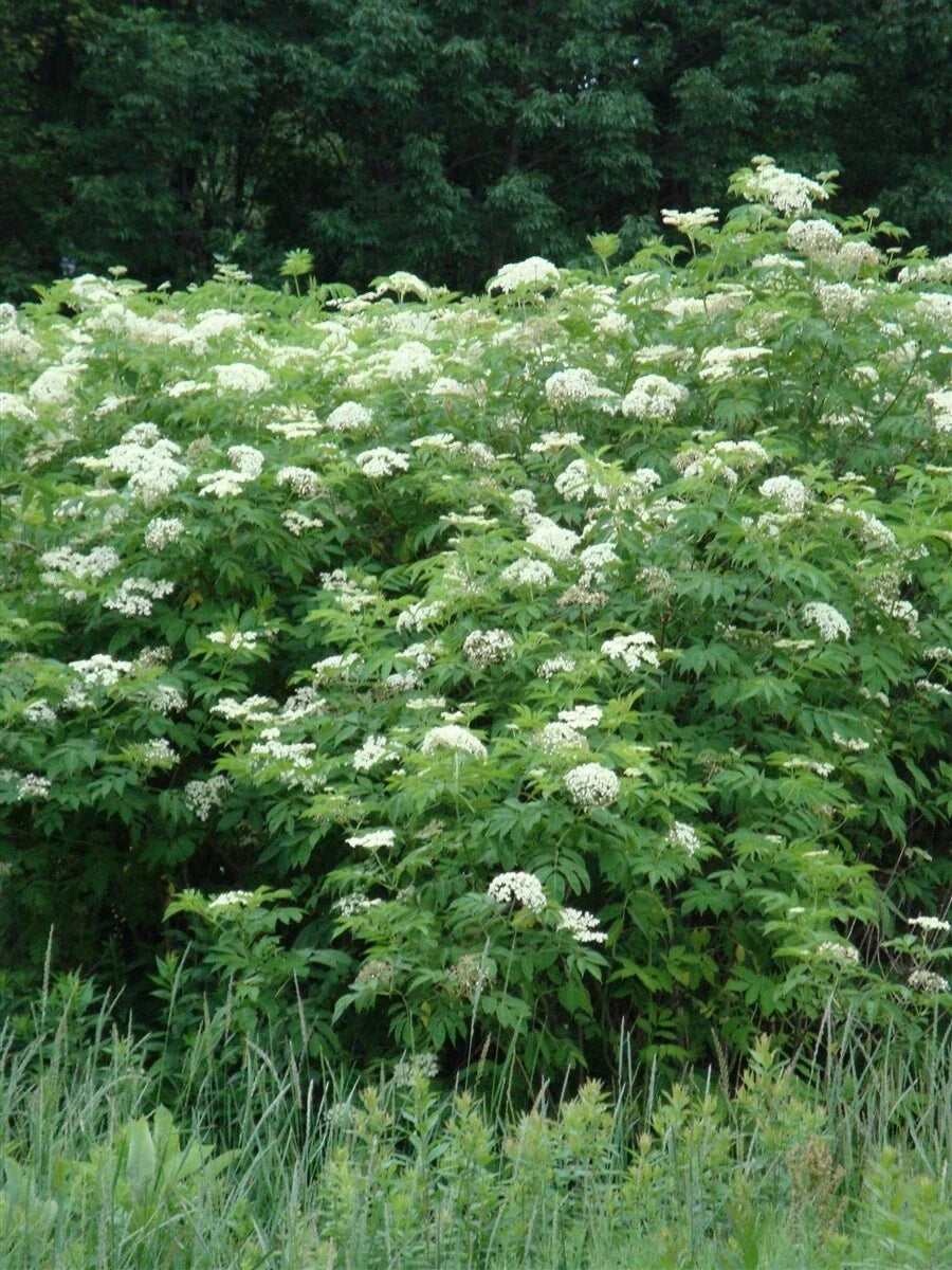 Elderberry Plant Bare Root 16+ Inches Sambucus Black Edible Shrub Live Plant for Garden, Landscape