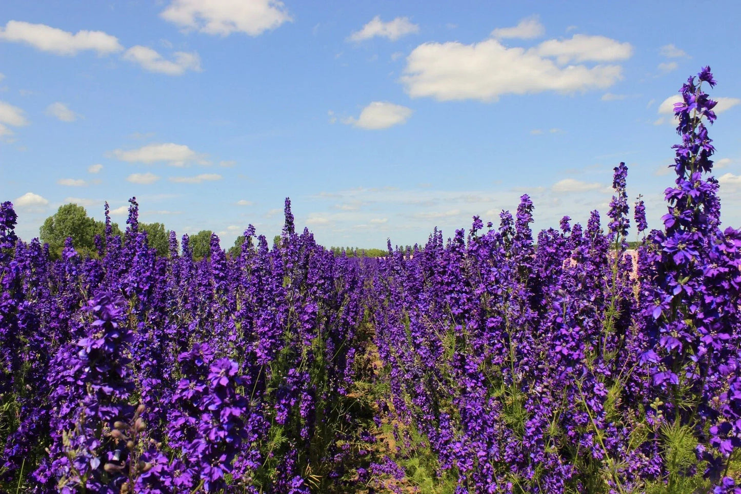 Pacific Giant Delphinium Seeds - King Arthur Variety, 25+ Seeds, Flowering Perennial, Delphinium elatum