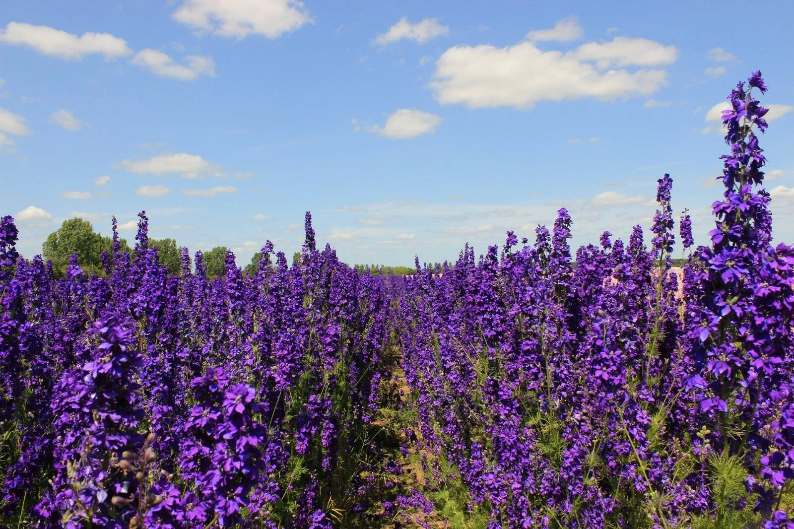 Pacific Giant Delphinium Seeds - King Arthur Variety, 25+ Seeds, Flowering Perennial, Delphinium elatum