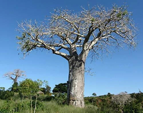 Baobab Tree Seeds - 5 Adansonia Digitata Exotic Seeds for Planting, Drought-Resistant, Full Sun, Rare Tropical Tree