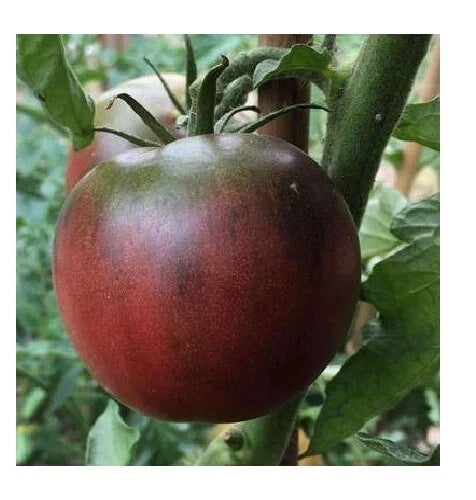 Black from Tula Tomato Seeds - Rare Purple Russian Heirloom - Organic Non-GMO