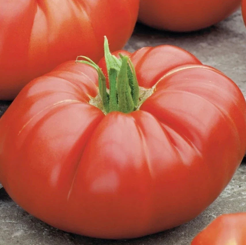 Heirloom Beefsteak Tomato Seeds - Determinate Bush Variety, Non-GMO, Large Slicing Tomatoes, 100 Count, Solanum lycopersicum