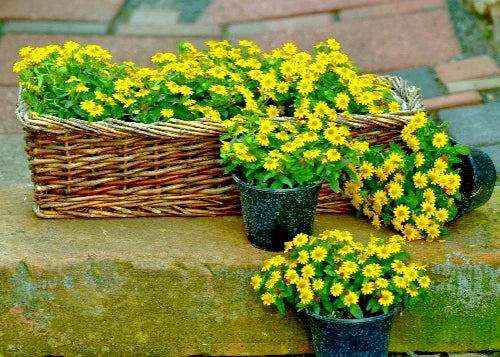 Creeping Zinnia Seeds - Bulk 500 Pack - Zinnia angustifolia Ground Cover, Rock Garden, Drought-Tolerant Flowers