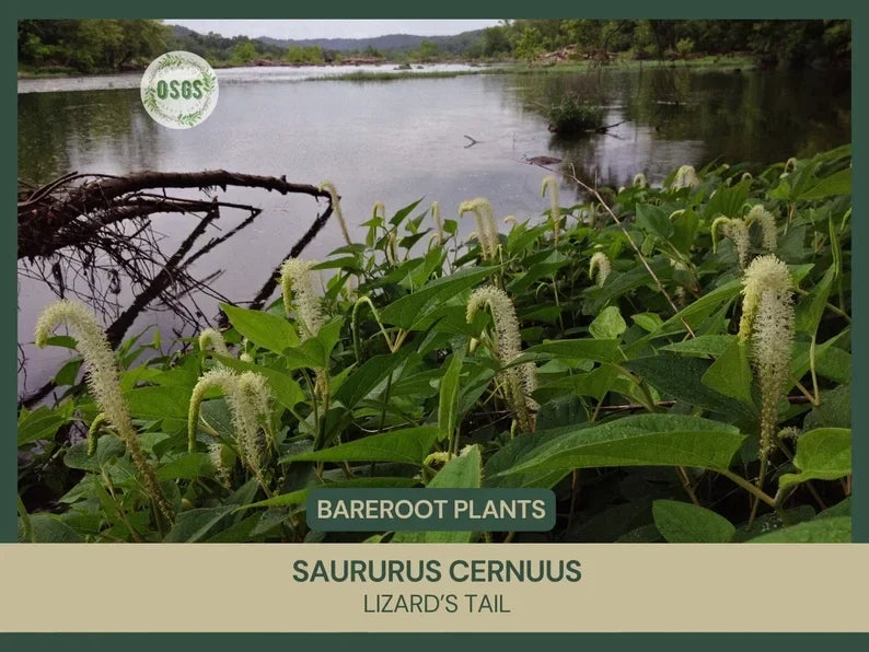 Lizard's Tail Live Plant | Bareroot | Native Medicinal Perennial | Saururus cernuus