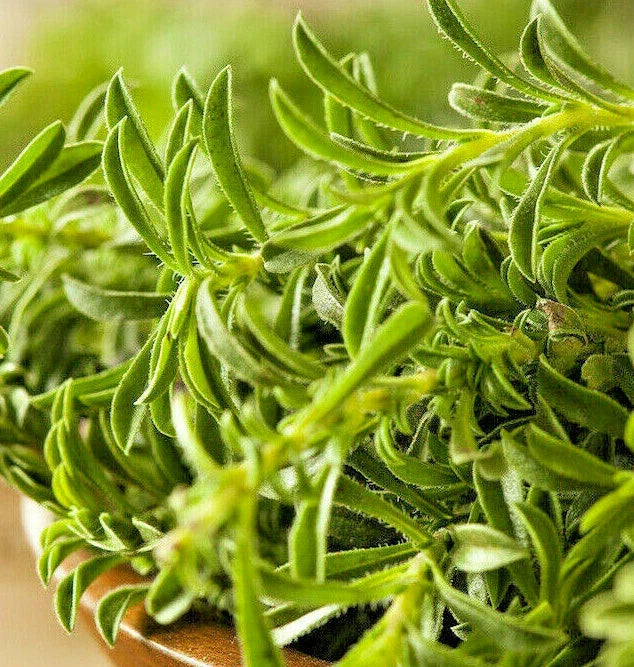 Summer Savory Seeds | Herbs de Provence | Satureja hortensis | Culinary Herb for Garden & Containers